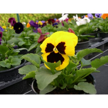 Pensée grosse fleur pot