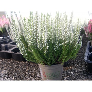 Calluna naturelle pot 9.5 cm