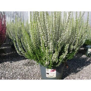 Calluna naturelle pot 13 cm