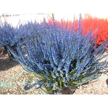 Calluna teintée pot 14 cm