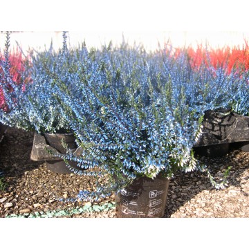 Calluna teintée pot 10 cm