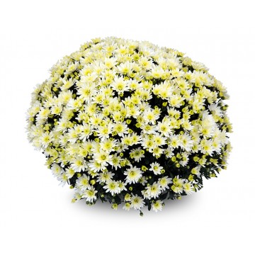 Pompon 2L