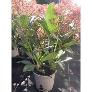 Skimmia 'Rubella'