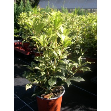 Osmanthus tricolor