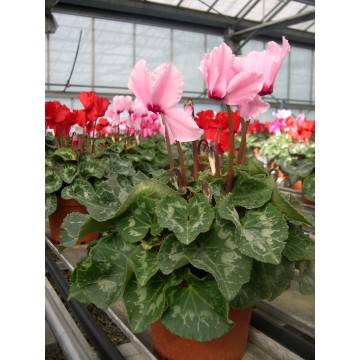Cyclamen pot 15 cm