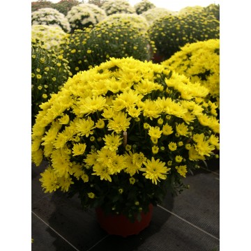 Pompon 3L jaune
