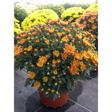 Pompon 3L orange