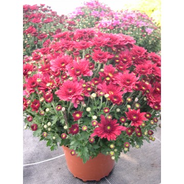 Pompon 3L rouge