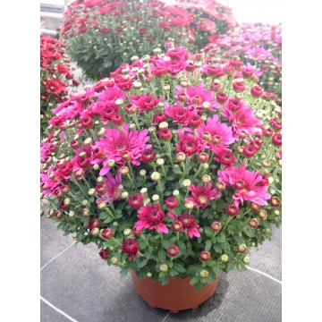 Pompon 3L violet