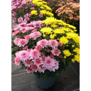 Pompon 3L bicolore