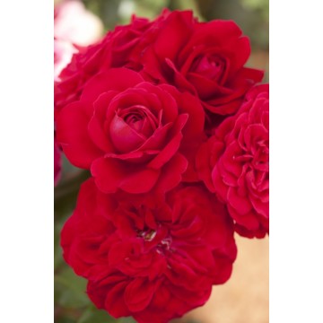 Rosiers à fleurs groupées