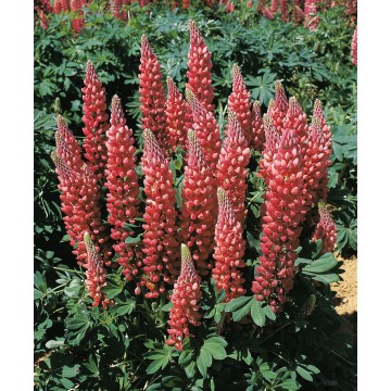 Lupin