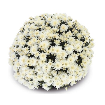 Pompon 3L blanc