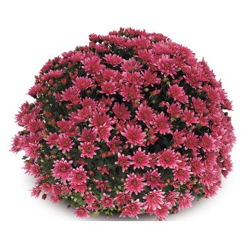 Pompon 3L rose