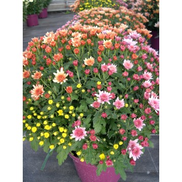 Pompon 4L tricolore