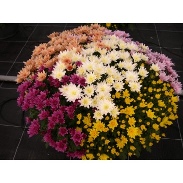 Pompon multicolore coupe 35 cm