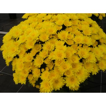 Pompon uni coupe 35 cm