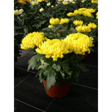 Grosse fleur 2L