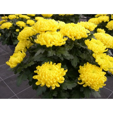 Grosse fleur coupe 35 cm