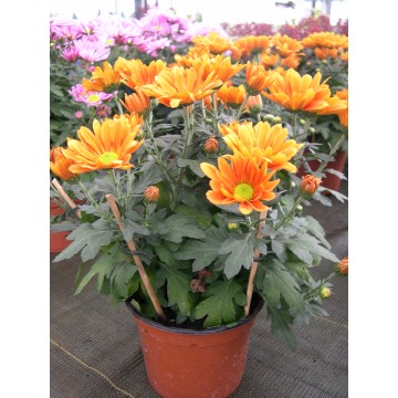 Chrydance pot 14 cm