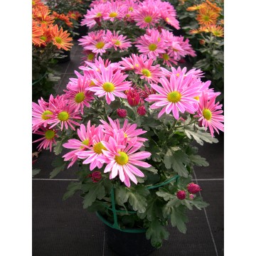 Chrydance pot 2L uni