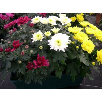 Chrydance jardinière 40 cm