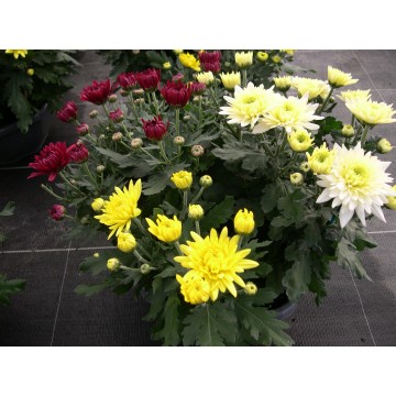 Chrydance coupe 30 cm