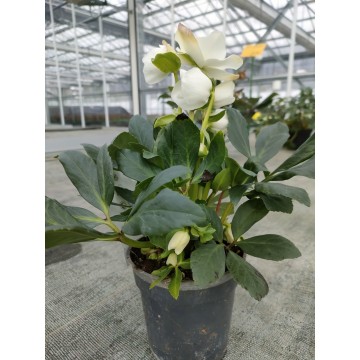 Hellebore rose de Noël