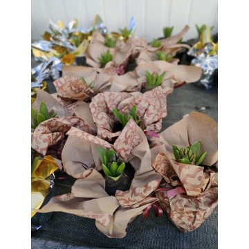 Jacinthes pot 10.5 cm