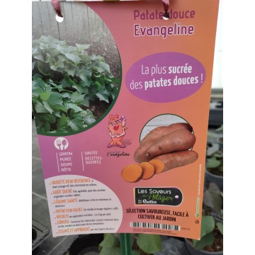 Patate douce