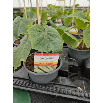 Concombre greffé