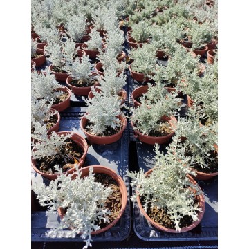 Helichrysum