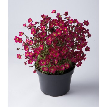 Saxifrage
