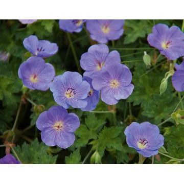 Géranium vivace