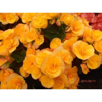 Begonia elatior pot 15 cm