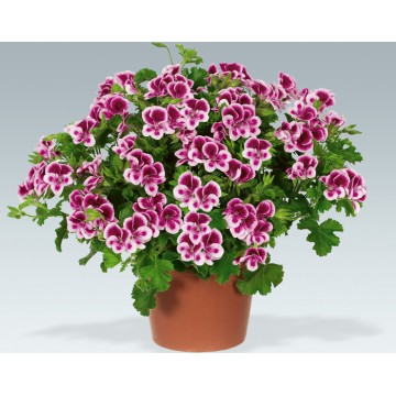 Pelargonium mosquitaway