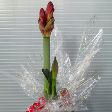 Amaryllis