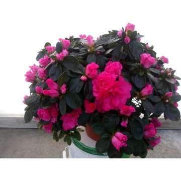 Azalée indica pot 17 cm