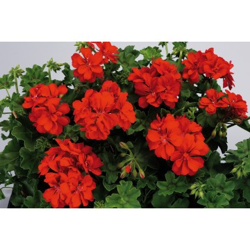 Géranium double pot 12 cm