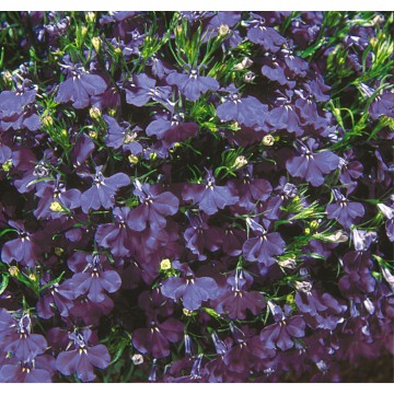 Lobelia à massif