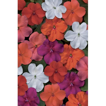 Impatiens à massif