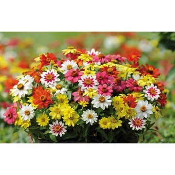 Zinnia