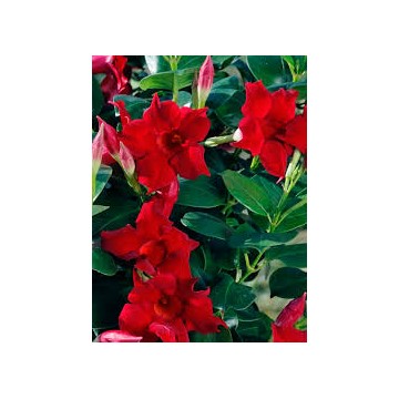 Dipladenia droit pot 10.5 cm
