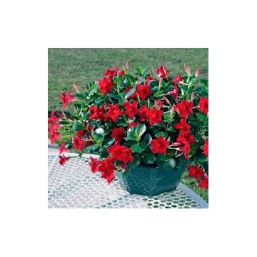 Dipladenia droit coupe