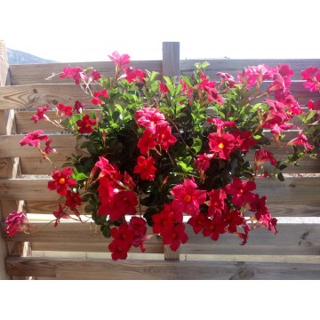 Dipladenia retombant