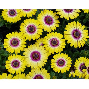 Osteospermum