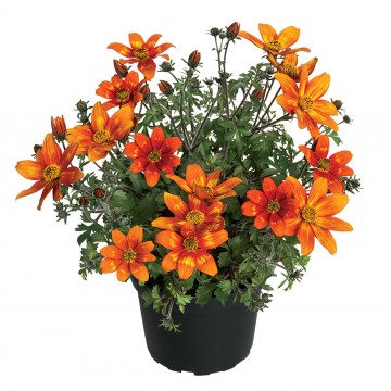 Bidens