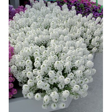 Lobularia alysse retombant