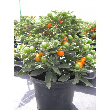 Solanum Pommier d'amour