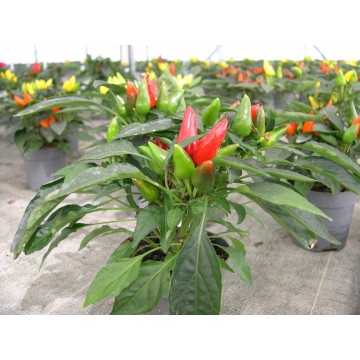 Piment d'ornement pot 10.5 cm